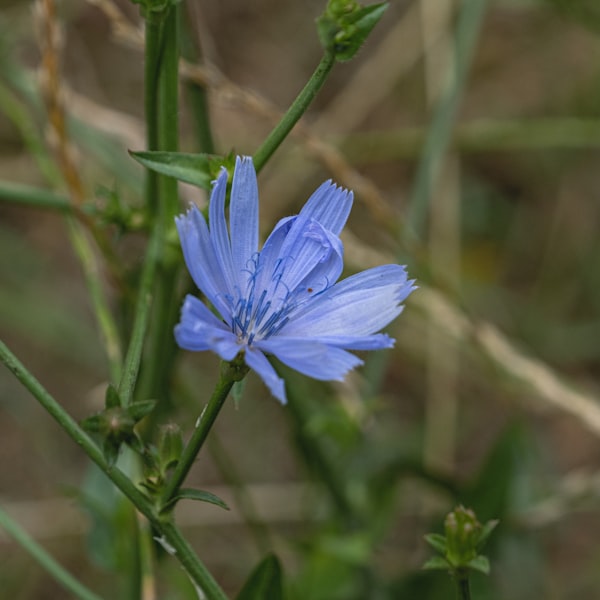 Chicory Seed